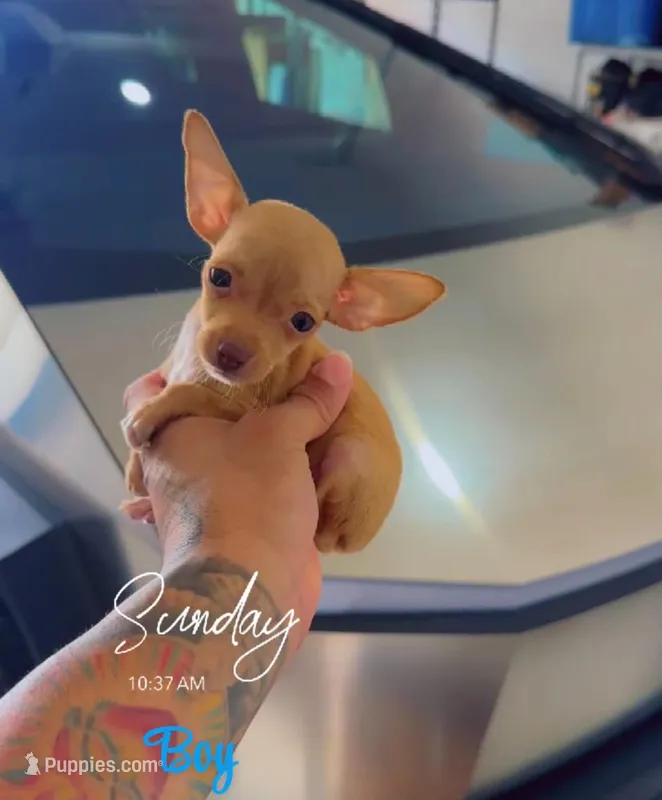 TACO BELL – Chihuahua puppy for sale in Cypress, TX