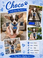 CHOCO, a male Chihuahua for sale in Cypress, TX – 1 of 1