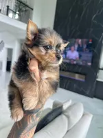 SAFARI, a male Yorkshire Terrier for sale in Cypress, TX – 2 of 8