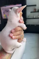 HULK, a male Chihuahua for sale in Cypress, TX – 5 of 5