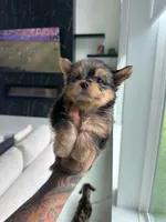 SAFARI, a male Yorkshire Terrier for sale in Cypress, TX – 6 of 8