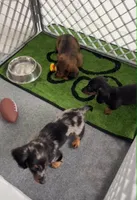 PUP SMOKE, a male Miniature Dachshund for sale in Cypress, TX – 6 of 6
