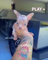 NACHO, a male Chihuahua for sale in Cypress, TX – 4 of 6