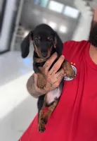 BUZZ, a male Miniature Dachshund for sale in Cypress, TX – 3 of 5