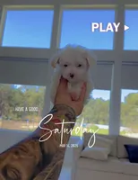 CHINA, a female Poodle - Toy  for sale in Cypress, TX – Photo 3 of 6