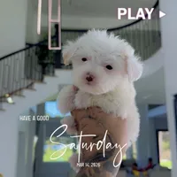 CHINA, a female Poodle - Toy  for sale in Cypress, TX – Photo 4 of 6