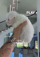 CHINA, a female Poodle - Toy  for sale in Cypress, TX – Photo 2 of 6