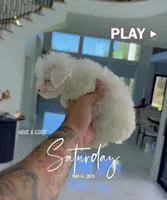 CHINA, a female Poodle - Toy  for sale in Cypress, TX – Photo 5 of 6