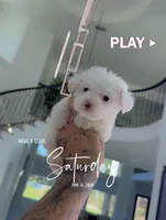 CHINA, a female Poodle - Toy  for sale in Cypress, TX – Photo 1 of 6