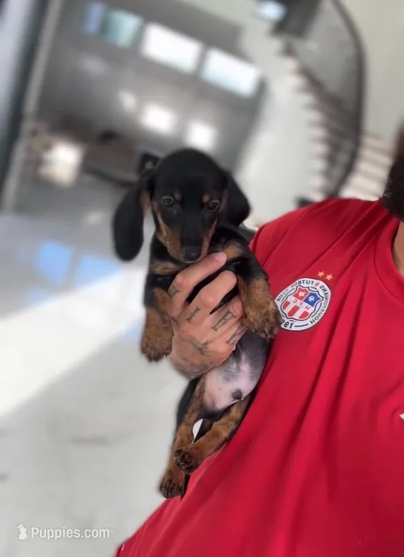 BUZZ – Miniature Dachshund puppy for sale in Cypress, TX