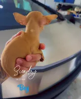TACO BELL, a male Chihuahua for sale in Cypress, TX – 3 of 4