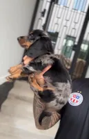 PUP SMOKE, a male Miniature Dachshund for sale in Cypress, TX – 5 of 6