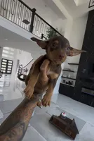 Milo, a male Chihuahua for sale in Cypress, TX – 2 of 7