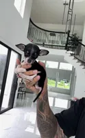 PHANTOM, a male Chihuahua for sale in Cypress, TX – 5 of 7