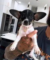 BUBBLES, a female Chihuahua for sale in Cypress, TX – 5 of 8