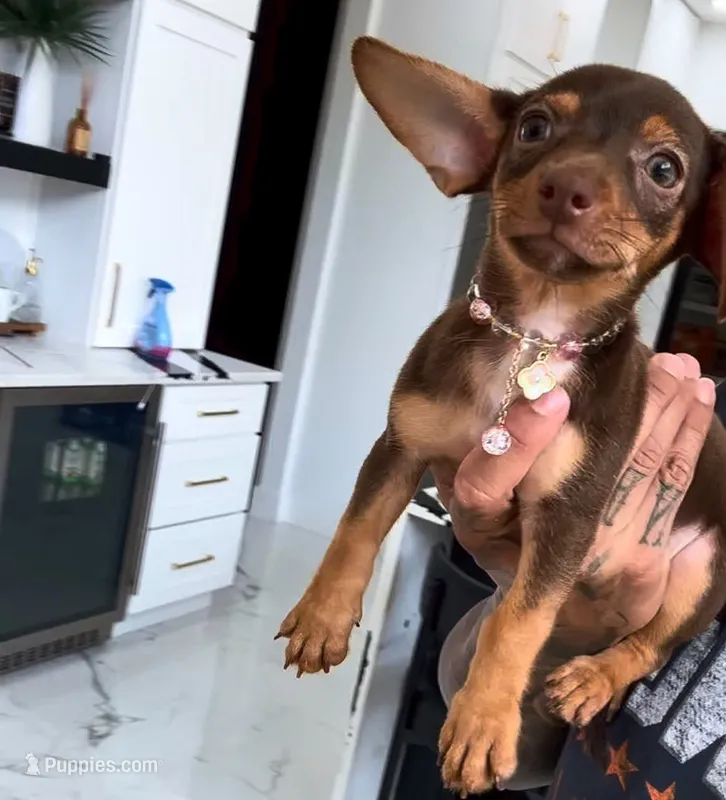 LILY  – Chihuahua puppy for sale in Cypress, TX
