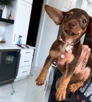 LILY , a female Chihuahua for sale in Cypress, TX – 1 of 4