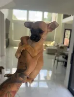 RED, a male Chihuahua for sale in Cypress, TX – 2 of 4