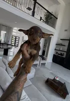Milo, a male Chihuahua for sale in Cypress, TX – 4 of 7