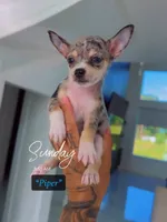Piper, a male Chihuahua for sale in Cypress, TX – 4 of 6