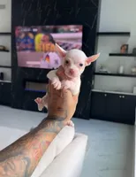 HULK, a male Chihuahua for sale in Cypress, TX – 2 of 5