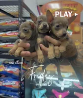 MAXI, a male Chihuahua for sale in Cypress, TX – Photo 8 of 8