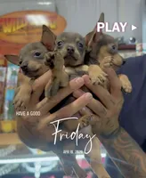 MAXI, a male Chihuahua for sale in Cypress, TX – Photo 7 of 8