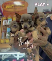 MAXI, a male Chihuahua for sale in Cypress, TX – Photo 5 of 8