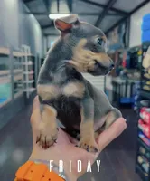 MAXI, a male Chihuahua for sale in Cypress, TX – Photo 2 of 8