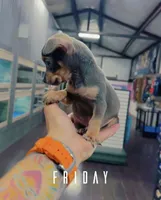 MAXI, a male Chihuahua for sale in Cypress, TX – Photo 4 of 8