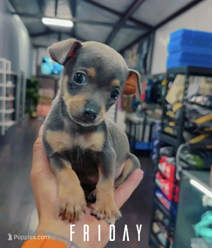 MAXI – Chihuahua puppy for sale in Cypress, TX