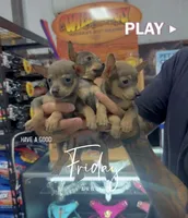 MAXI, a male Chihuahua for sale in Cypress, TX – Photo 6 of 8