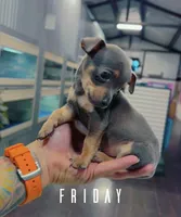 MAXI, a male Chihuahua for sale in Cypress, TX – Photo 3 of 8