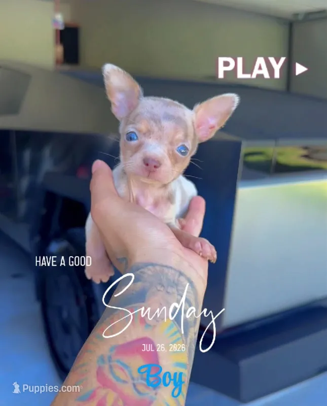 NACHO – Chihuahua puppy for sale in Cypress, TX