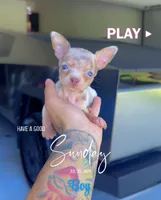 NACHO, a male Chihuahua for sale in Cypress, TX – 1 of 6