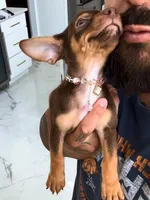 LILY , a female Chihuahua for sale in Cypress, TX – 2 of 4