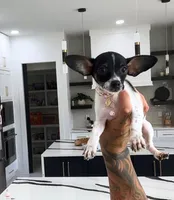 BUBBLES, a female Chihuahua for sale in Cypress, TX – 2 of 8