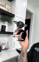 PHANTOM, a male Chihuahua for sale in Cypress, TX – 7 of 7