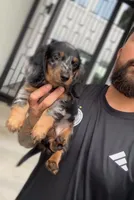 PUP SMOKE, a male Miniature Dachshund for sale in Cypress, TX – 2 of 6