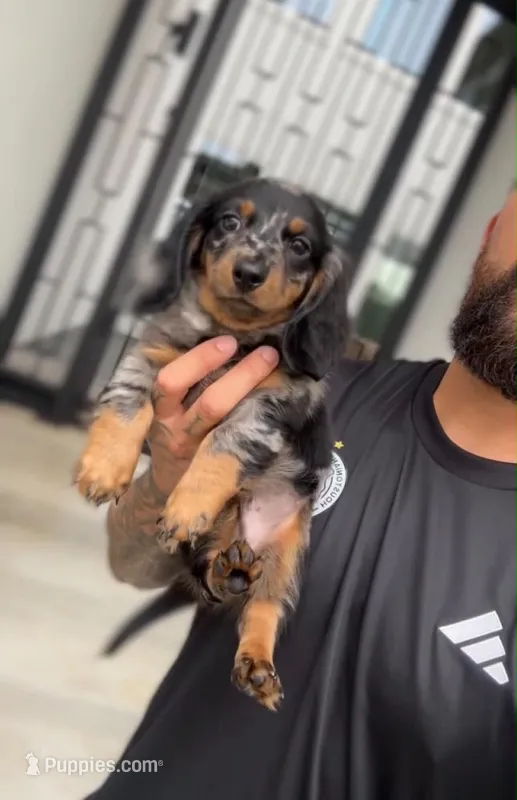 PUP SMOKE – Miniature Dachshund puppy for sale in Cypress, TX