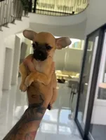 RED, a male Chihuahua for sale in Cypress, TX – 3 of 4