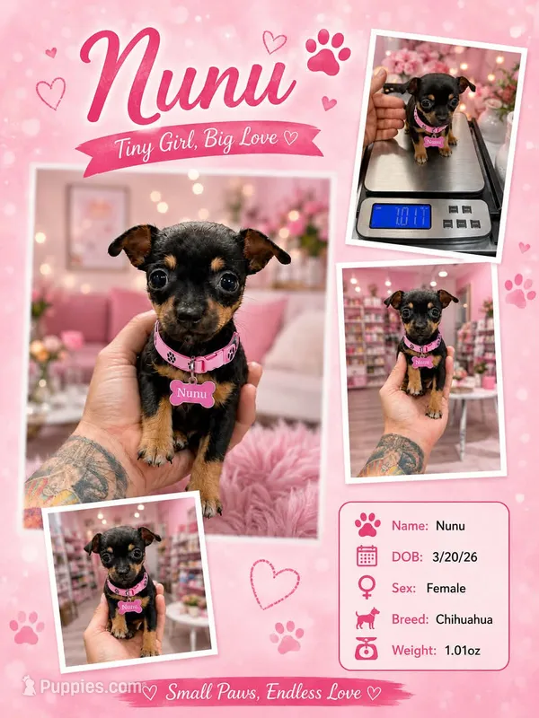 NUNU – Chihuahua puppy for sale in Cypress, TX
