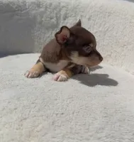 BROWNIE, a male Chihuahua for sale in Cypress, TX – Photo 5 of 5