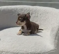 BROWNIE, a male Chihuahua for sale in Cypress, TX – Photo 4 of 5