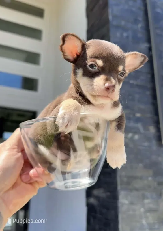 BROWNIE – Chihuahua puppy for sale in Cypress, TX