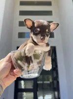 BROWNIE, a male Chihuahua for sale in Cypress, TX – Photo 2 of 5