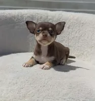 BROWNIE, a male Chihuahua for sale in Cypress, TX – Photo 3 of 5