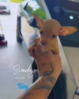 TACO BELL, a male Chihuahua for sale in Cypress, TX – 2 of 4