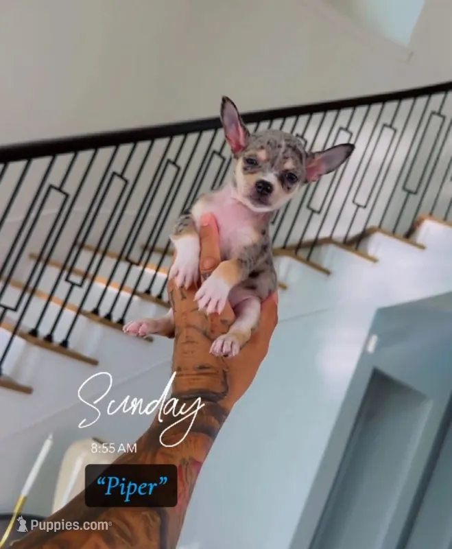 Piper – Chihuahua puppy for sale in Cypress, TX