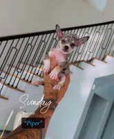 Piper, a male Chihuahua for sale in Cypress, TX – 1 of 6